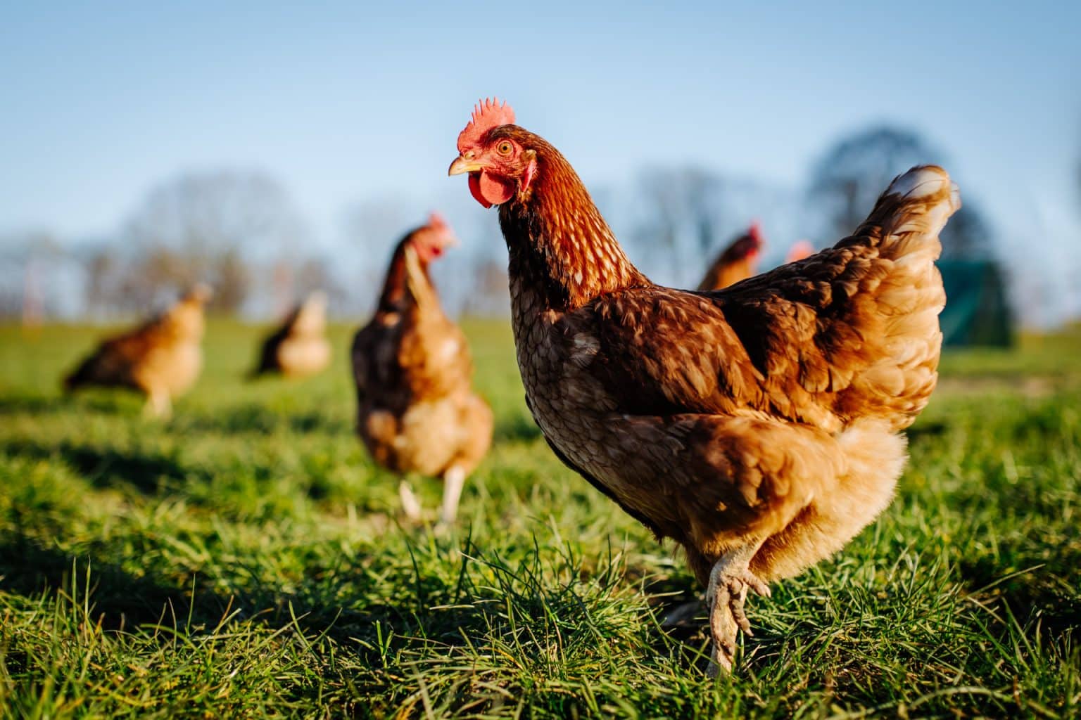 Pourquoi mes poules ne pondent plus